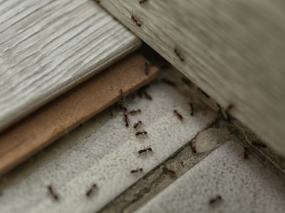 Many black ants on floor at home. Pest control