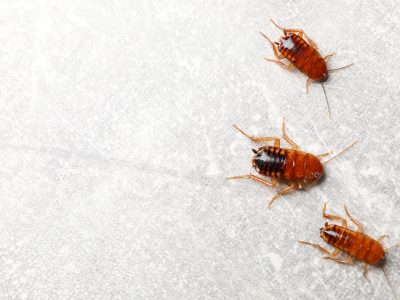 Three cockroaches on grey table, flat lay. Space for text