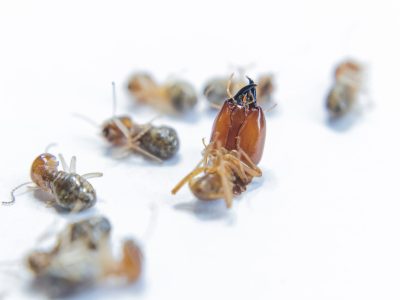 macro-image-of-termites-on-a-white-surface-2026-03-16-02-07-32-utc