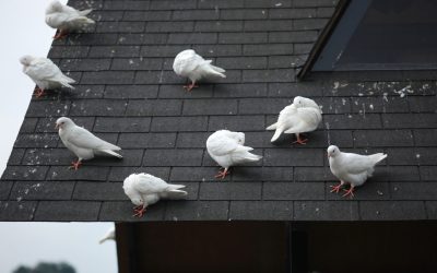 pigeons-resting-on-a-rooftop-on-an-overcast-day-2026-01-07-06-32-36-utc