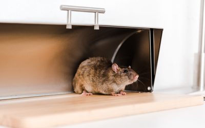 little mouse in bread box in kitchen