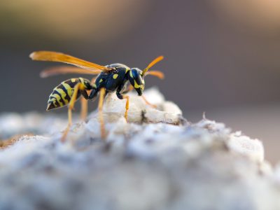 European wasp (Vespula germanica) building a nest to start a new colony